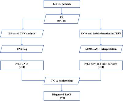 Molecular identification of T-box transcription factor 6 and prognostic assessment in patients with congenital scoliosis: A single-center study